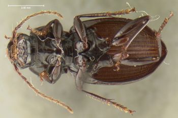 Media type: image;   Entomology 31857 Aspect: habitus ventral view